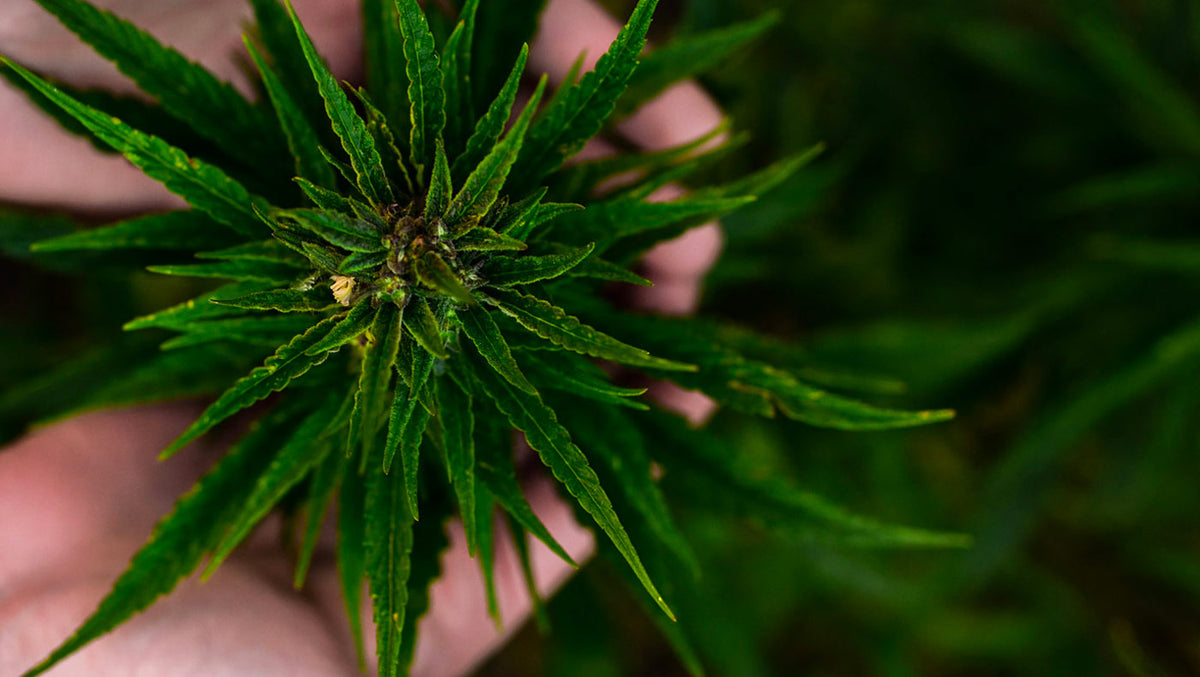 Keeping cannabis fresh