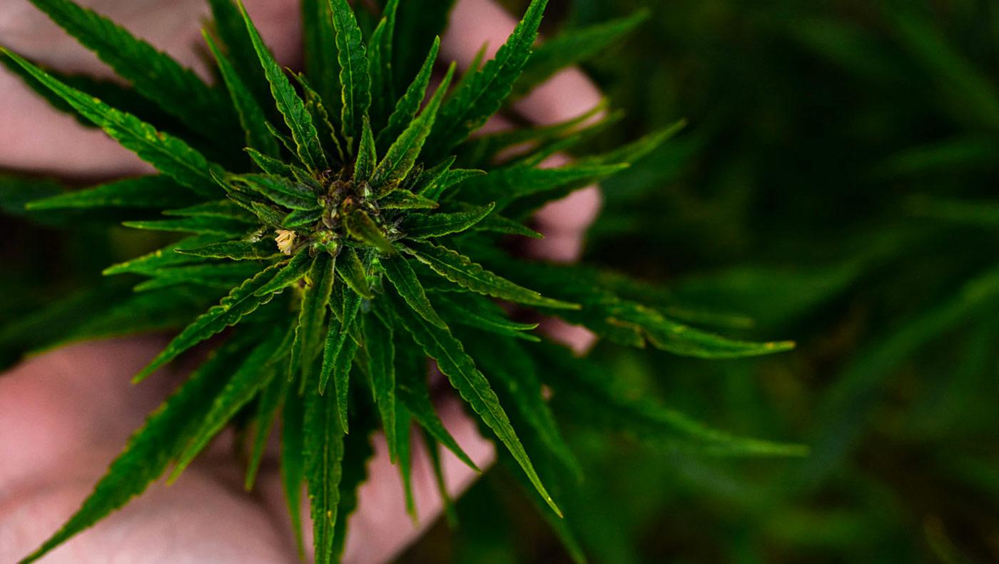 Keeping cannabis fresh